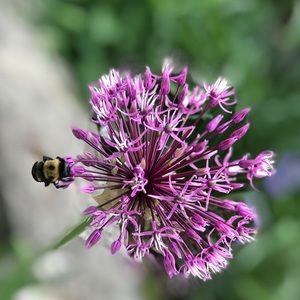 Meet your Posher, Maggie